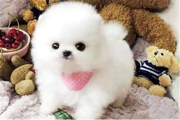 茶杯犬多少钱